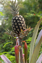 Pineapple fruit (Ananas comosus) on plant, Peru