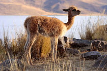 Juvenile Vicuna (Lama vicugna) on bank of Umayo lake, Puno, Peru