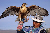 Woman with Red-backed buzzard (Buteo polyosoma) on string, Yanque, Peru 2006.