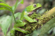 Leaf frog (Phyllomedusa bicolor), Tambopata NP, Peru