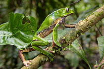 Leaf frog (Phyllomedusa bicolor) climbing up branch, Tambopata NP, Peru