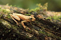 Tree frog (Hyla fasciata) Tambopata NP, Peru