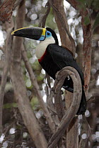 Cuvier's toucan (Ramphastos tucanus cuvieri) Peru
