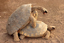 Yellow-foot Tortoises (Geochelone denticulata)mating, Peru