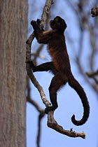 Brown-capped Capuchin (Cebus apella) climbing tree, Peru