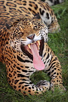 Jaguar (Panthera onca) yawning with tongue out, captive, Peru