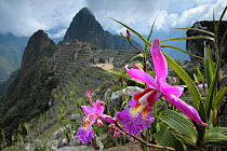 Machu Pichu, Andes, Peru with {Sobralia dichotoma} flower in foreground, 2006.