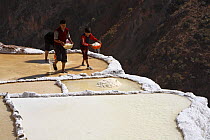 Indian boys working on salt pool, Maras, Peru 2006.