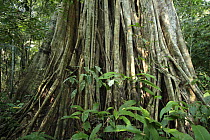 Roots of Giant strangler fig tree {Ficus sp} in Bahuaja Sonene National Park, Peru