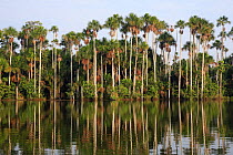 Aguaje palms (Mauritia flexuosa)on the banks of Lake Sandoval, Tambopata NP, Peru