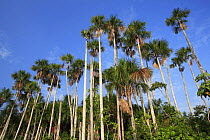 Aguaje palms (Mauritia flexuosa) on the banks of Lake Sandoval, Tambopata NP, Peru
