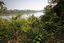 Forest vegetation on the banks of Lake Sandoval, Tambopata NP, Peru