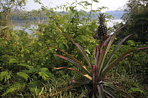Pineapple plant (Ananas comosus) in tropical vegetation on banks of Lake Sandoval, Tambopata NP, Peru