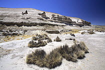 Salinas Aguada Blanca National Reserve. Peru