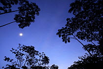 Silhouette of trees against clear sky and moon,  Tambopata National Reserve. Peru