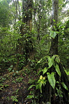 Rainforest in Tambopata National Reserve, Peru