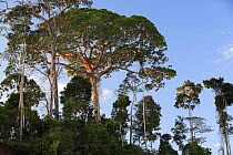 Rainforest emergent trees in Tambopata National Reserve, Peru