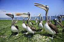 Brown pelicans (Pelecanus occidentalis ssp. thagus) Ballestas Islands, Peru