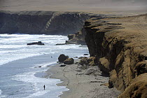 Pacific coast, Paracas National Reserve, Peru