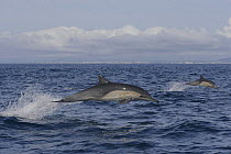 Long beaked common dolphins {Delphinus capensis} porpoising out of water at high speed, San Diego, California, USA