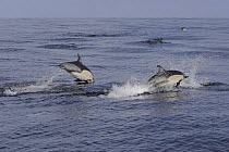 Short-beaked / Common dolphins {Delphinus delphis} porpoising out of water at high speed off San Diego, California, USA.