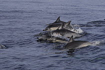 Group of Short-beaked / Common dolphins {Delphinus delphis} porpoising out of water off San Diego, California, USA.