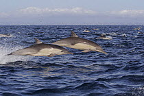 Long beaked common dolphins {Delphinus capensis} porpoising out of water at high speed off San Diego, California, USA