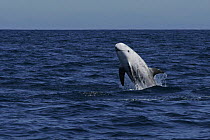 Risso's dolphin {Grampus griseus} breaching off San Diego, California, USA