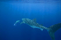 Whale shark {Rhincodon typus} and snorkeler, Kona coast, Hawaii