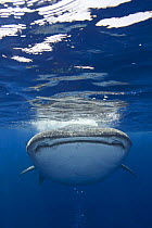 Whale shark {Rhincodon typus} Kona coast, Hawaii