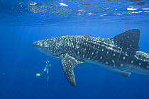 Whale shark {Rhincodon typus} and photographer (James D. Watt), Keahou Bay, Hawaii