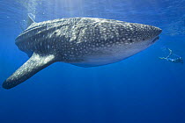 Whale shark {Rhincodon typus} and snorkler, Kona Coast, Hawaii