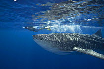 Whale shark {Rhincodon typus} with snorkler, Kona Coast, Hawaii