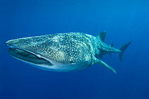 RF- Whale shark (Rhincodon typus) Keauhou, Kona Coast, Hawaii. With Remora or Sharksucker (Echeneis naucrates) protruding from shark's spiracle (behind eye). (This image may be licensed either as rig...