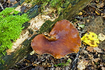 Bay Polypore {Polyporus badius} bracket fungus, UK