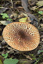 Chestnut Parasol fungus (Lepiota castanea) UK