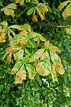 Horse Chestnut leaves {Aesculus hippocastanum} infected with Leaf Miner Moth (Cameraria ohridella) Surrey, UK, 2006