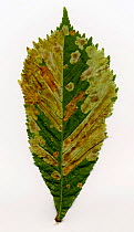 Horse Chestnut leaf {Aesculus hippocastanum} infected with Leaf Miner Moth (Cameraria ohridella) Surrey, UK, 2006