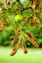 Horse Chestnut leaves {Aesculus hippocastanum} infected with Leaf Miner Moth (Cameraria ohridella) Surrey, UK, 2006