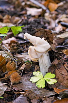 Common White Helvella fungus (Helvella crispa) UK