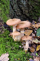 Honey Fungus (Armillaria mellea) toadstools at base of infected tree,  UK