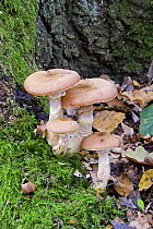 Honey Fungus (Armillaria mellea) toadstools at base of infected tree,  UK