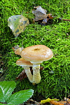 Honey Fungus (Armillaria mellea) toadstool,  UK