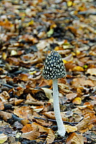 Magpie Fungus {Coprinus picaceus} in Beech wood,  UK