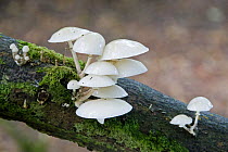 Porcelain fungus {Oudemansiella mucida} UK