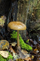 Rooting Shank fungus  {Oudemansiella radicata} UK