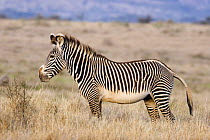 Grevy's Zebra {Equus grevyi} standing in long grass, Lewa Downs, Kenya