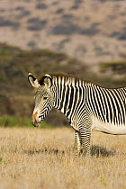 Grevy's Zebra {Equus grevyi} Lewa Downs, Kenya