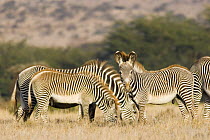 Grevy's Zebra {Equus grevyi} foals with adults, Lewa Downs, Kenya
