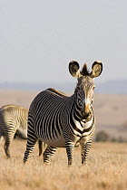 Grevy's Zebra {Equus grevyi} Lewa Downs, Kenya